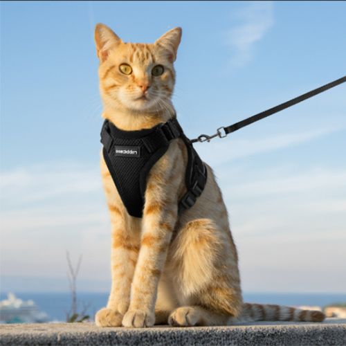 harnais chat | RENFORCÉ - Happy minet
