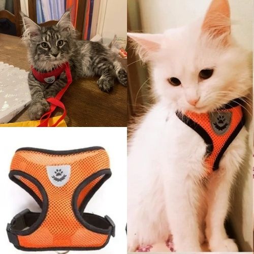 HARNAIS-CHAT| ELASTIC HARNESS-orange- - Happy minet