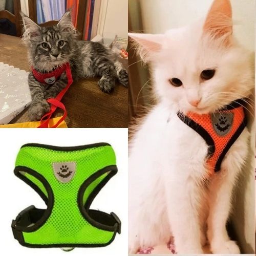 HARNAIS-CHAT| ELASTIC HARNESS -vert- Happy minet