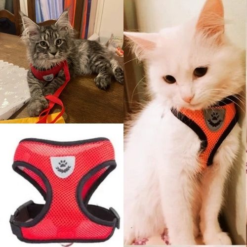 HARNAIS-CHAT| ELASTIC HARNESS-rouge - Happy minet