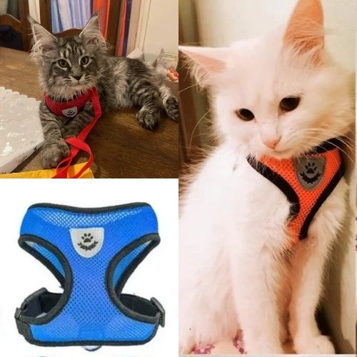 HARNAIS-CHAT| ELASTIC HARNESS-bleu - Happy minet