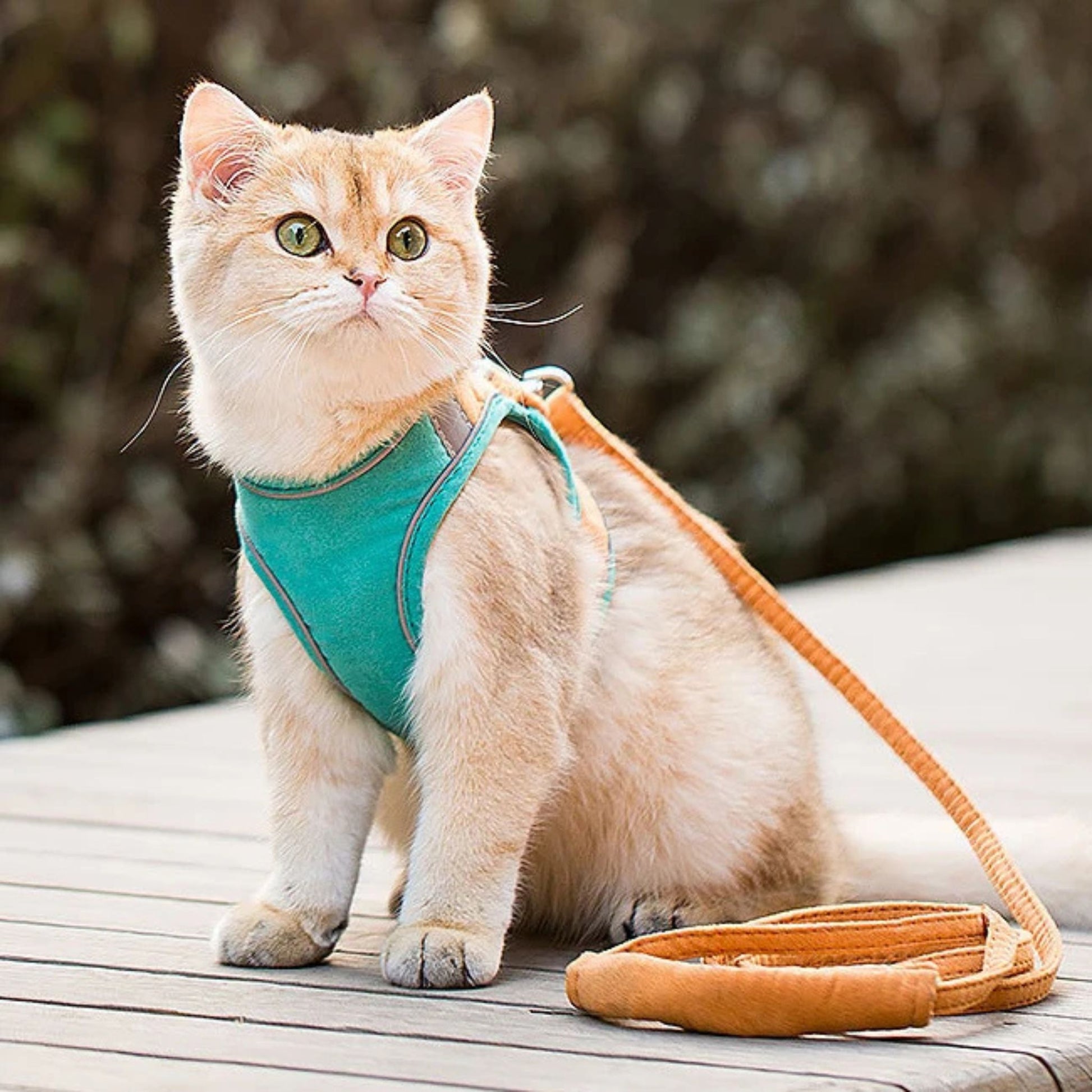 harnais-chat-vert-orange-devant