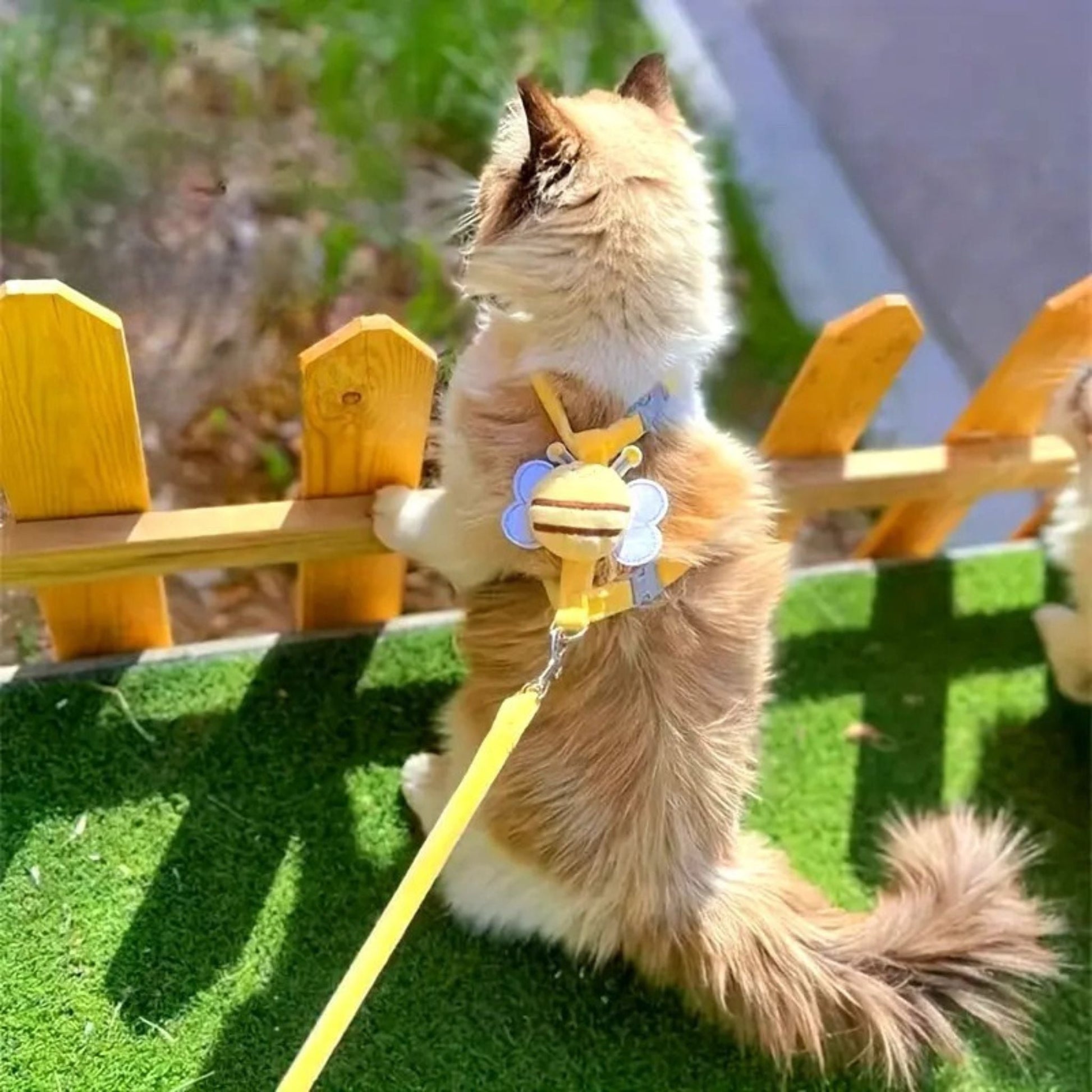 harnais-pour-chat-abeille-jaune