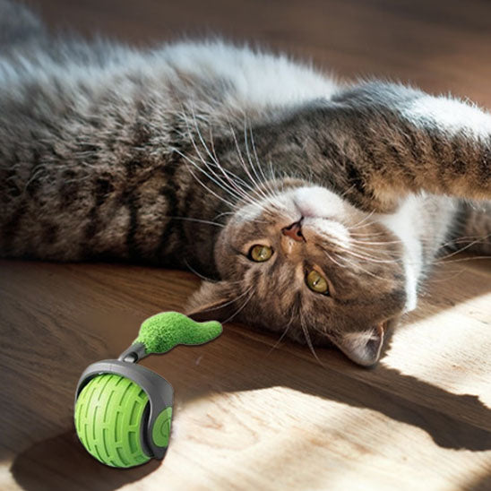 jouet chat  | La Boule Magique