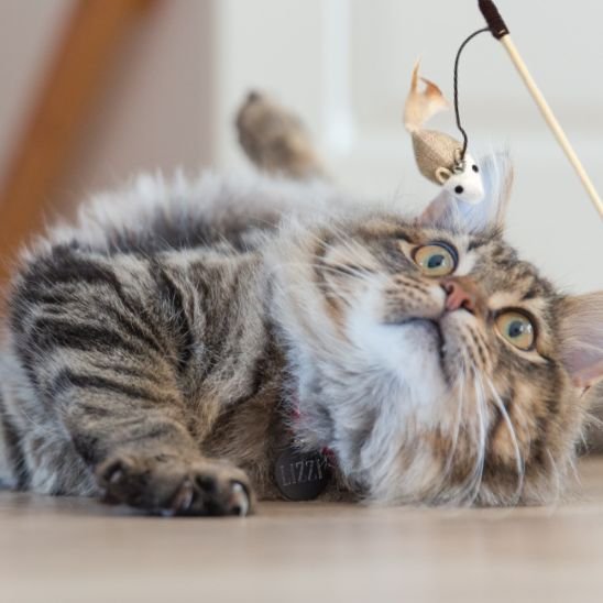 Jouet chat exercice