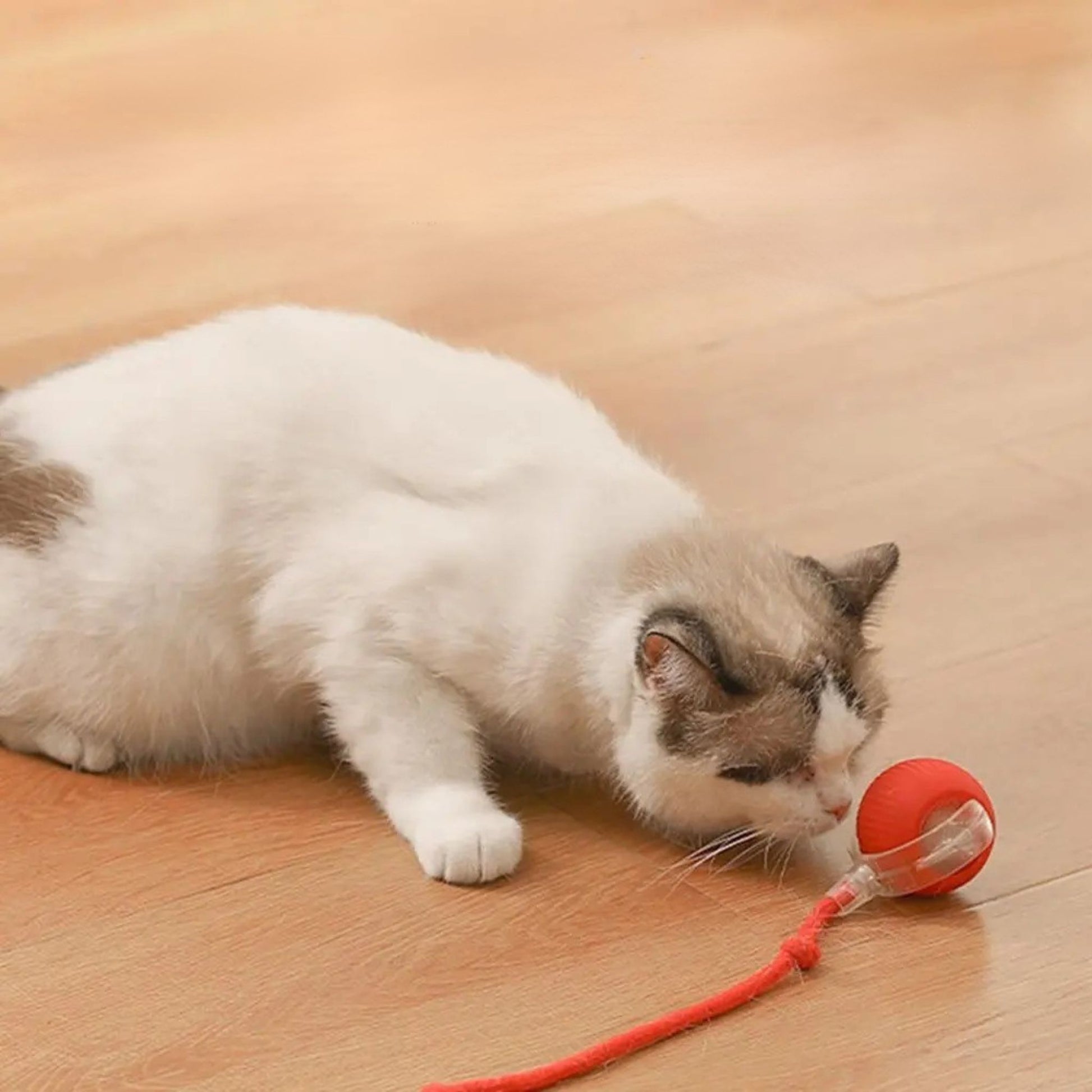 jouet-chat-interactif-chasseur