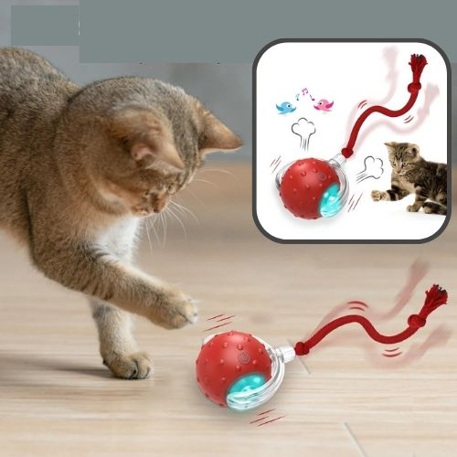 jouet-chat-interactif-exercice