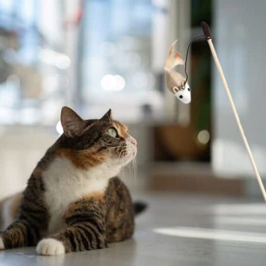 Jouet chat irresistible