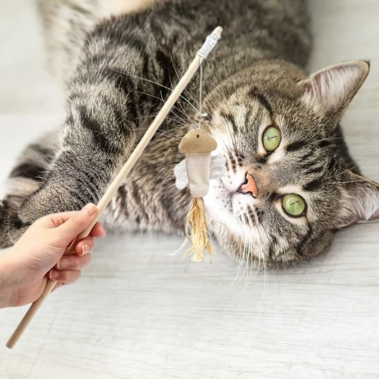 Jouet chat unique