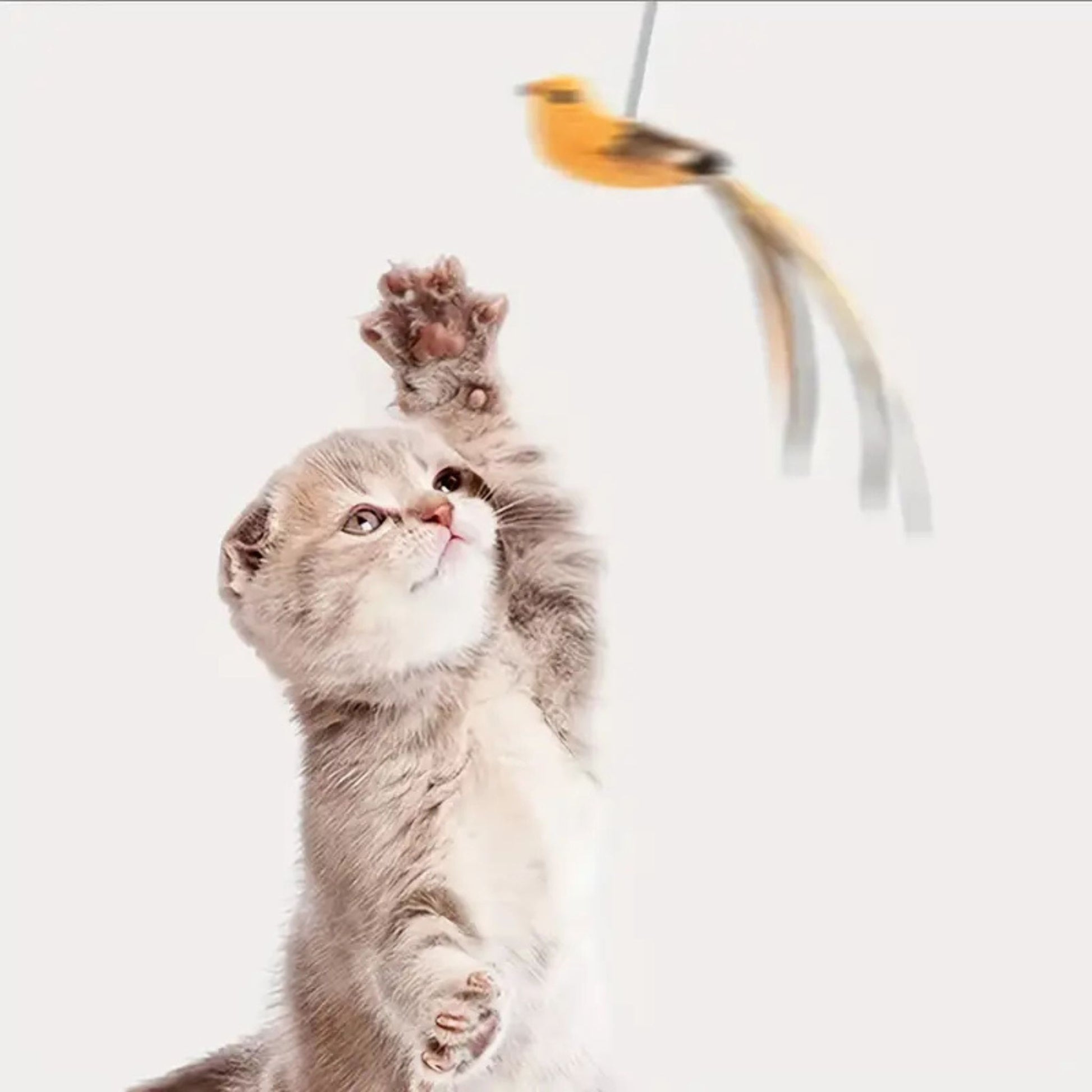 jouet-interactif-chat-ideal