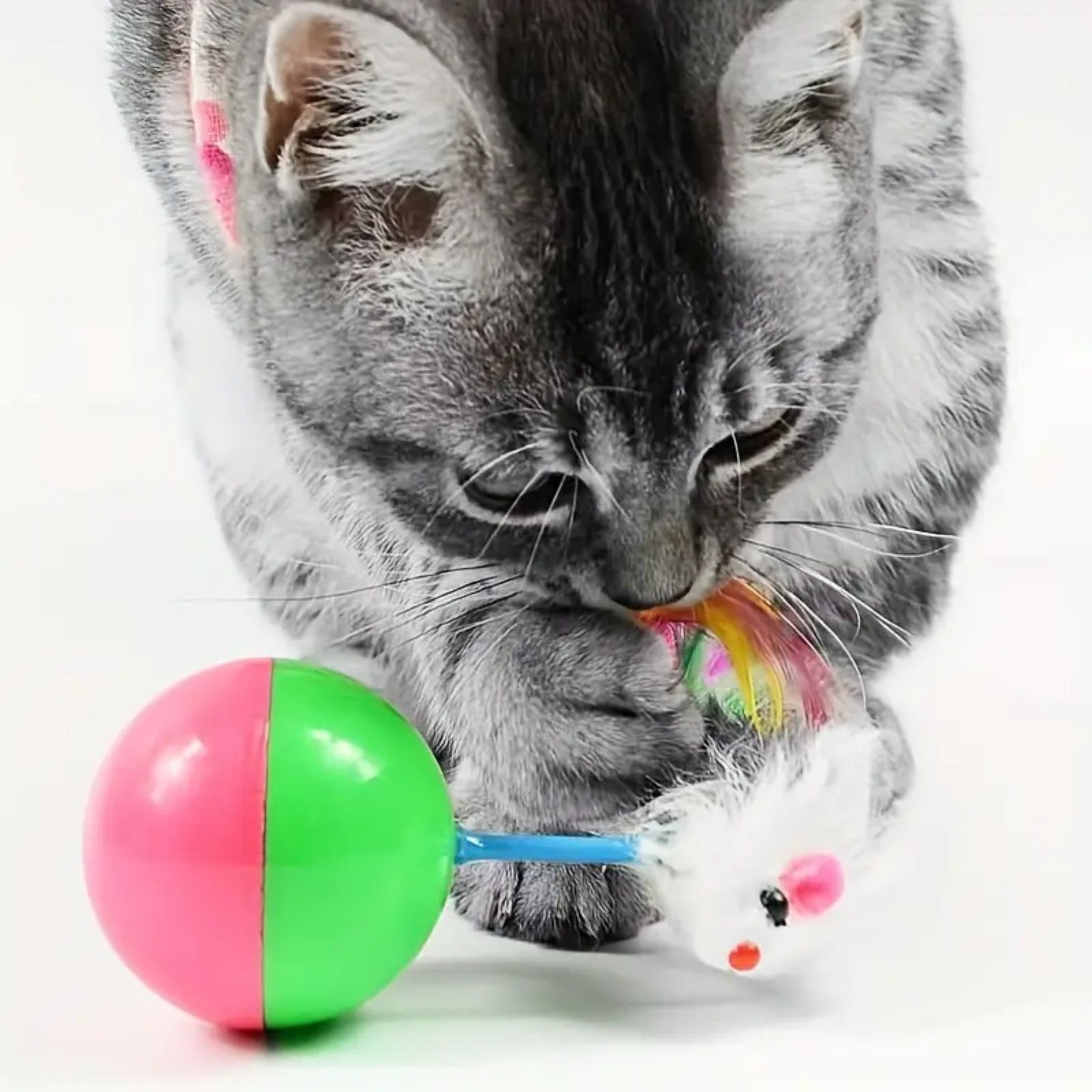 jouet-pour-chat-chasse