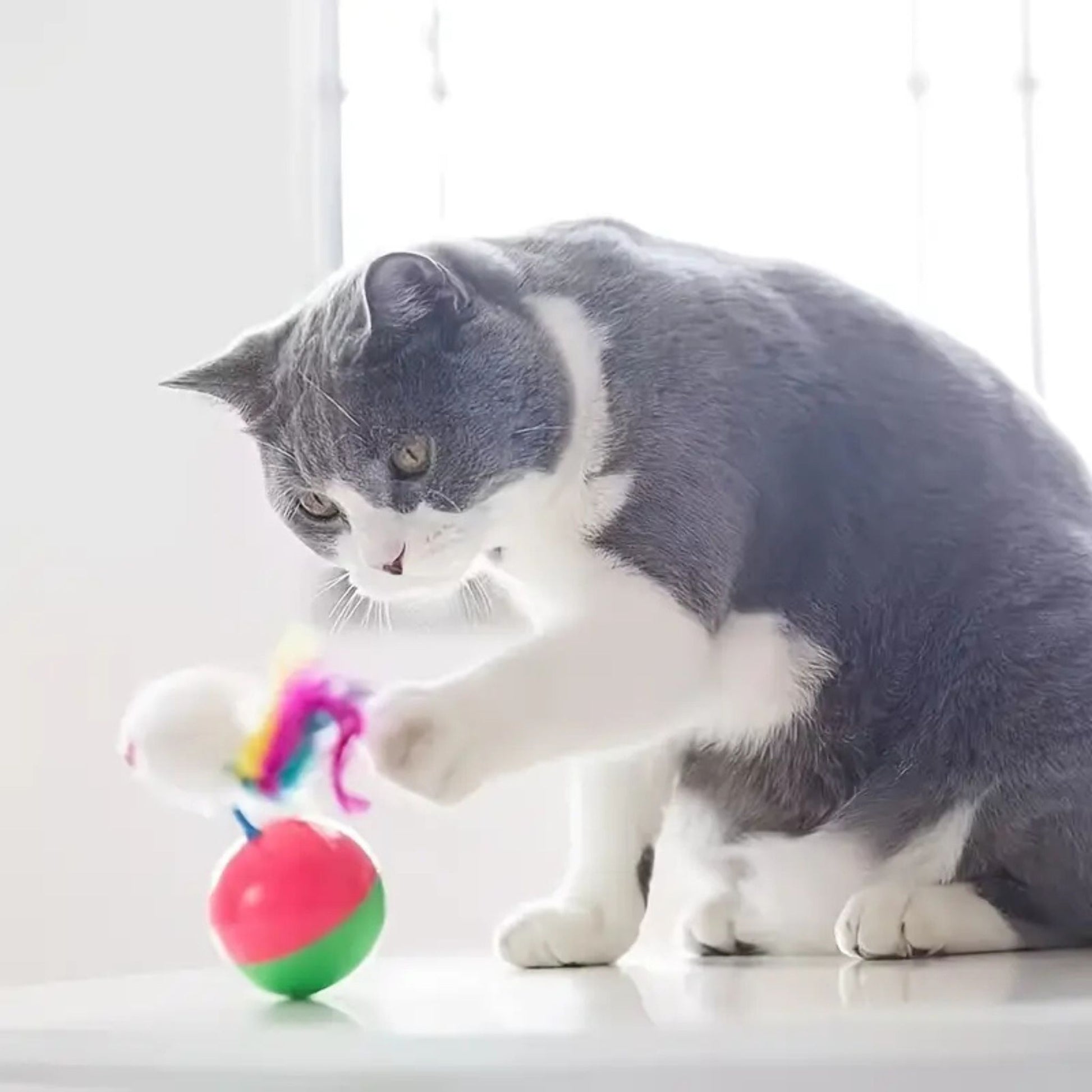jouet-pour-chat-joumouseball