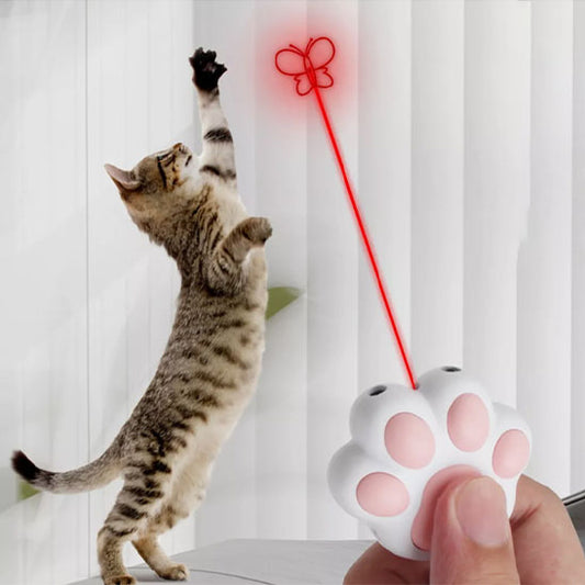laser-chat-activité