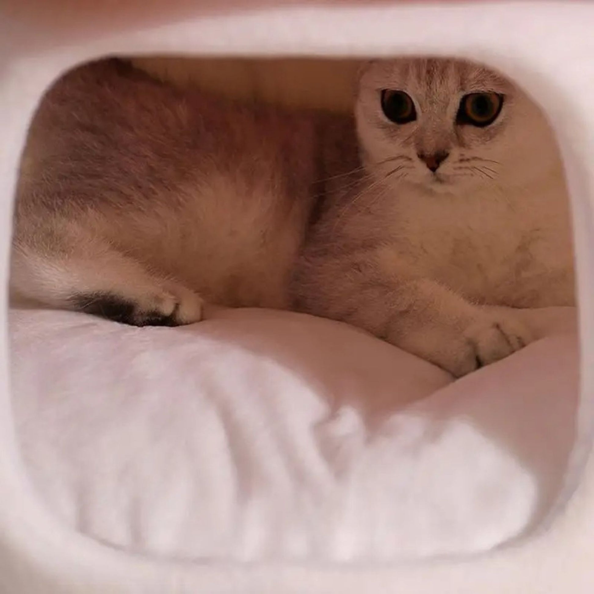 niche-pour-chat-intérieur-douillette
