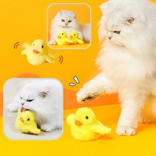 oiseau-pour-chat-actif