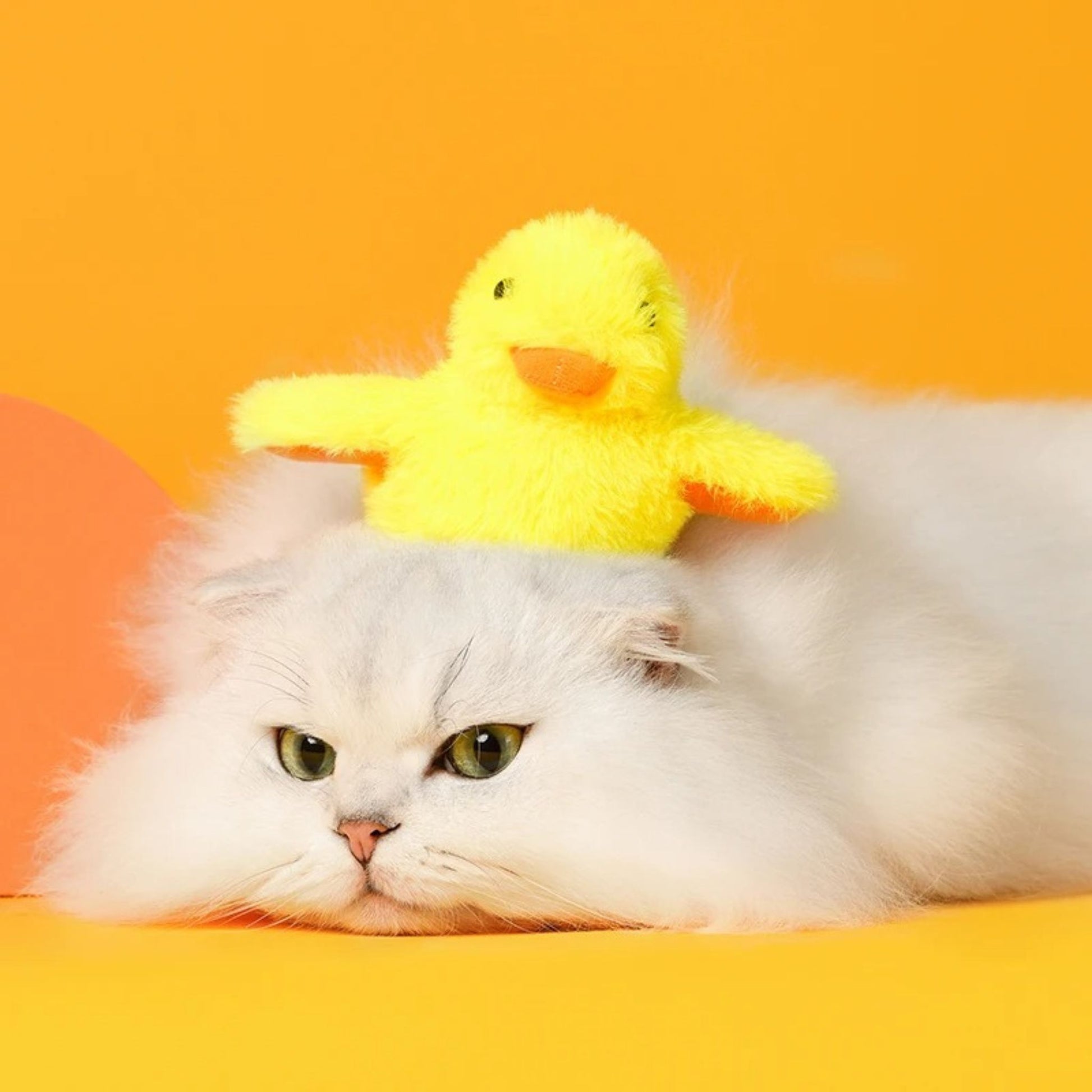 oiseau-pour-chat-compagnon-poussin