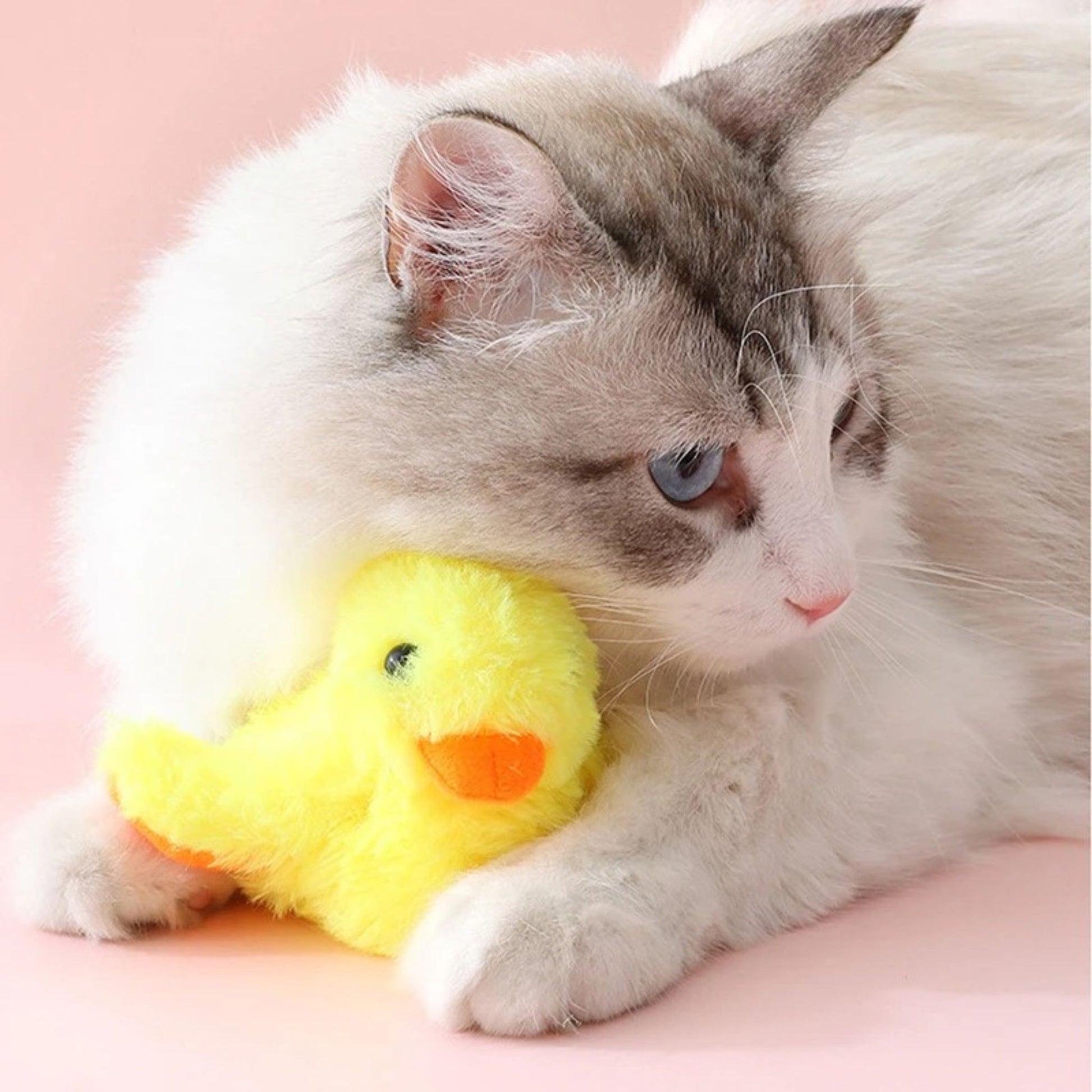 oiseau-pour-chat-réaliste
