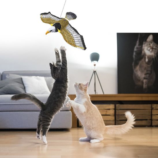 oiseau volant pour chat exercice