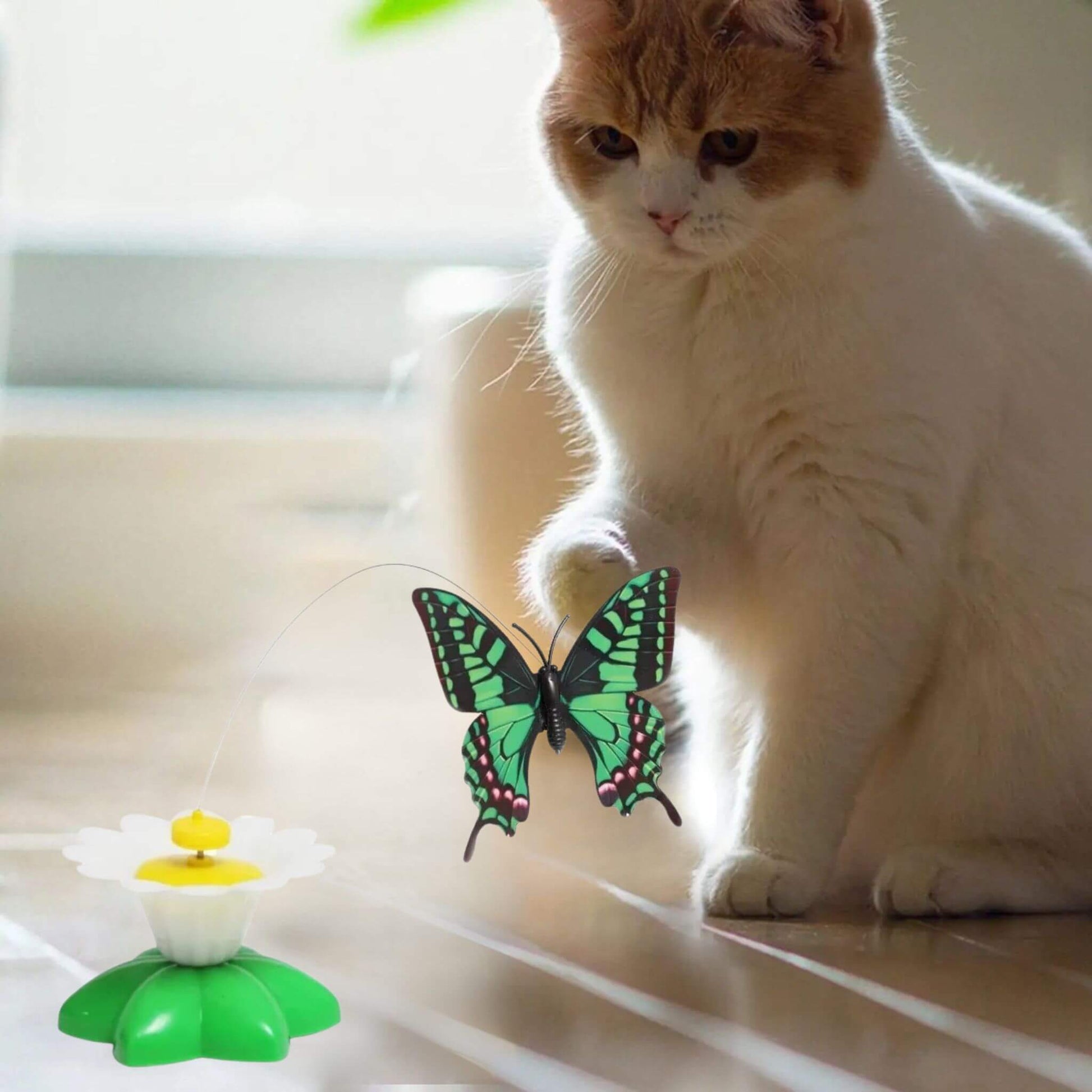 oiseau-volant-pour-chat-papillon