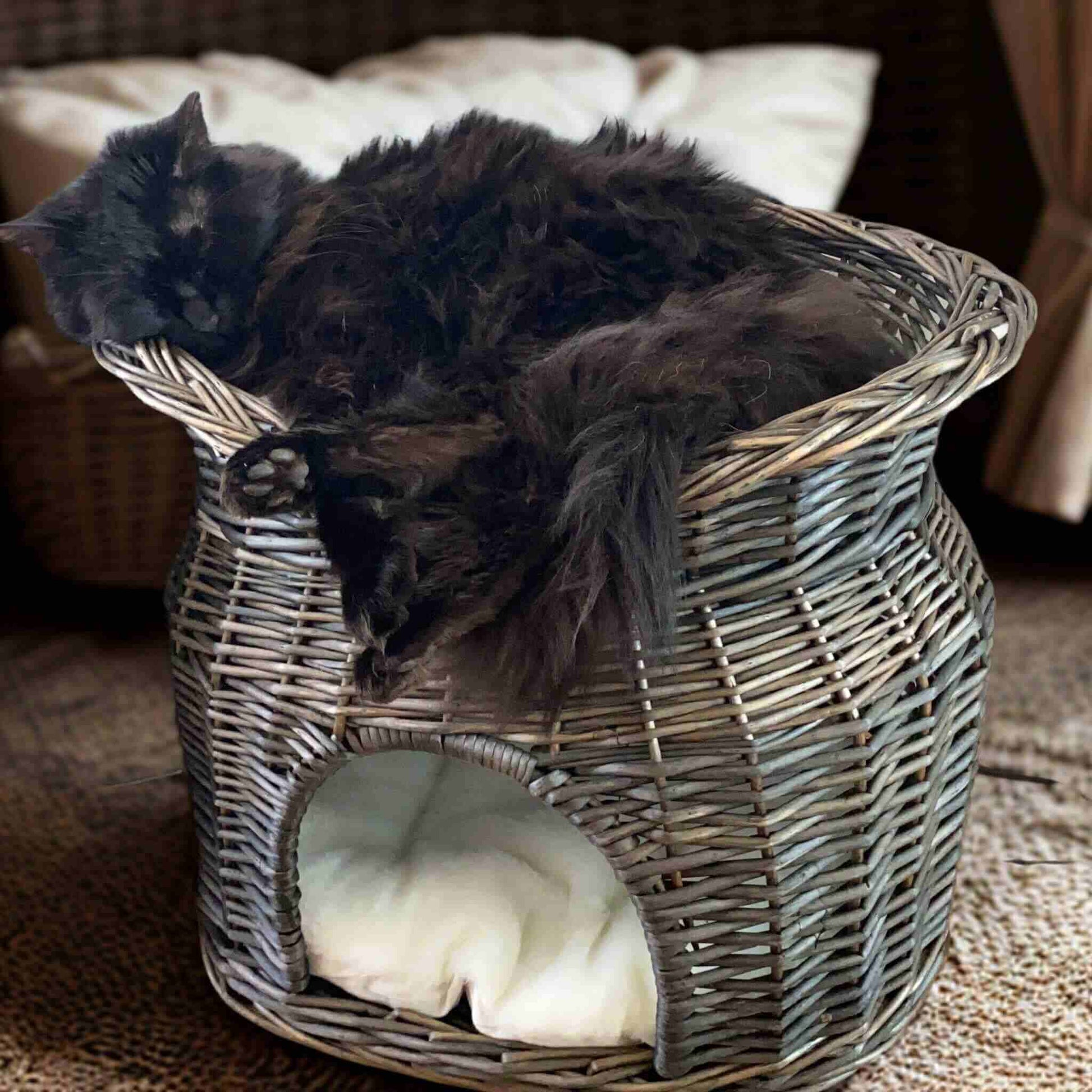 panier-osier-chat-agréable