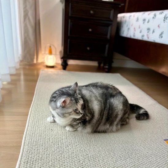 tapis griffoir pour chat beige