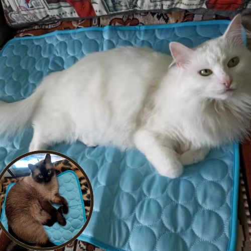 tapis-rafraichissant-chat-bleu