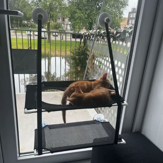 tapis rafraichissant pour chat observatoire