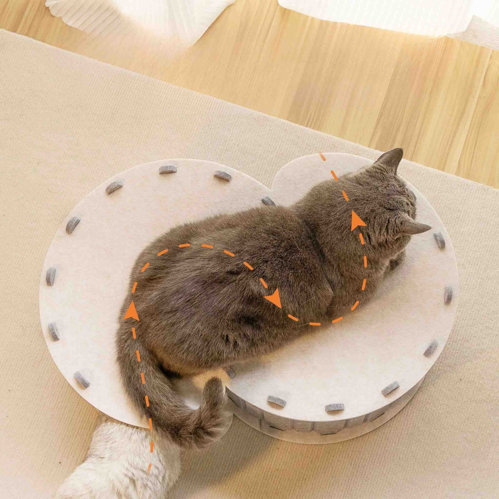 tunnel-du-chat-en-s